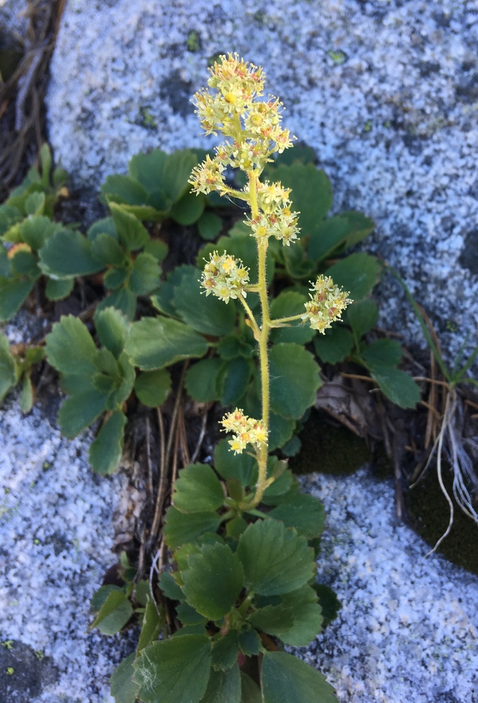 Strawberry-leaf Saxifrage