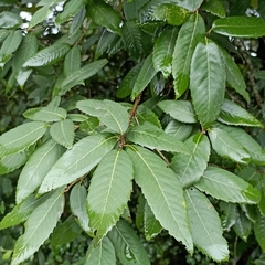 Quercus oblongata