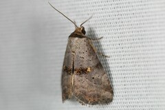 Hyperstrotia flaviguttata