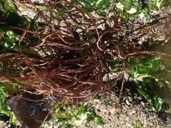 Gracilaria