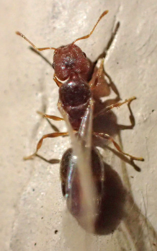 Pheidole creightoniPheidole creightoni