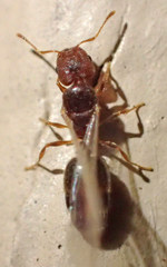 Pheidole creightoni