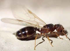 Pheidole creightoni