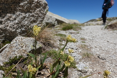 Luzula lutea