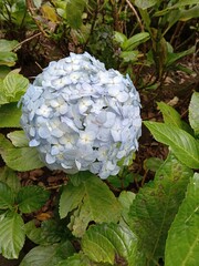 Hydrangea macrophylla