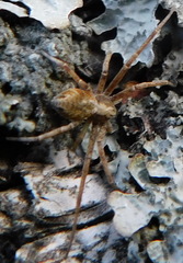 Philodromus aureolus