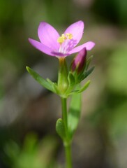 Centaurium littorale