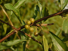 Rhamnus erythroxyloides