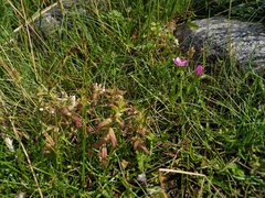 Centaurium littorale