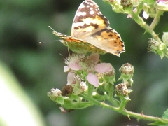Vanessa cardui