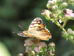 Vanessa cardui