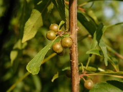 Rhamnus erythroxyloides