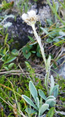 Antennaria carpatica