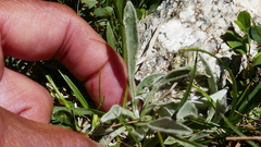 Antennaria carpatica
