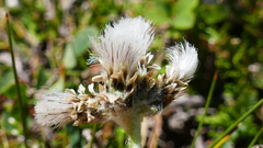 Antennaria carpatica