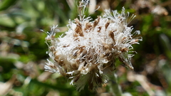 Antennaria carpatica