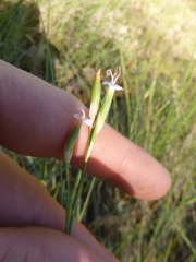 Dianthus pyrenaicus
