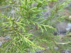 Juniperus phoenicea