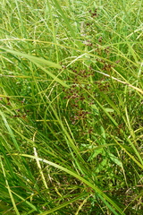 Juncus atratus