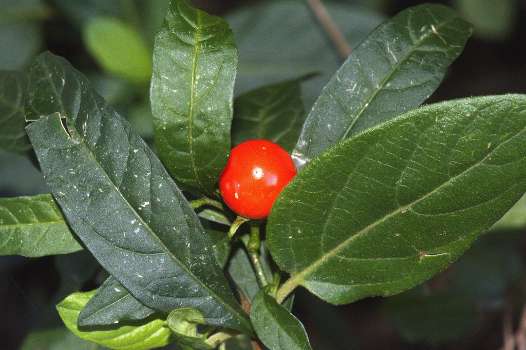 Solanum pseudocapsicum — a medium houseplant, prefers full sun light