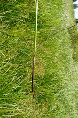 Juncus atratus