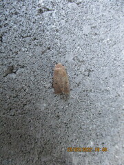 Proteuxoa hypochalchis