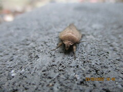 Proteuxoa hypochalchis