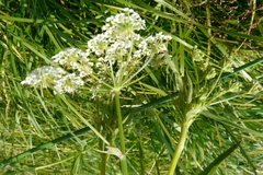 Sium sisarum