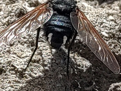 Satyramoeba hetrusca