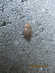 Proteuxoa hypochalchis