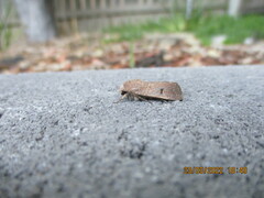 Proteuxoa hypochalchis