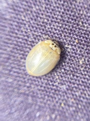 Adalia decempunctata