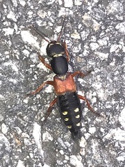 Staphylinus erythropterus