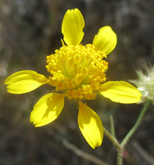 Calostephane divaricata
