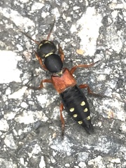 Staphylinus erythropterus