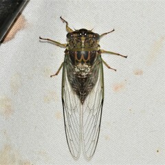 Diceroprocta vitripennis