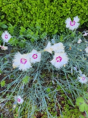 Dianthus plumarius