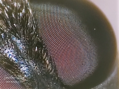 Satyramoeba hetrusca