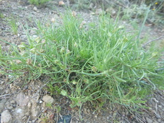 Plantago sempervirens