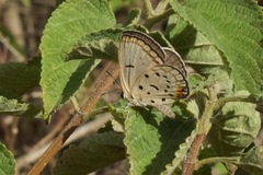 Lepidochrysops peculiaris