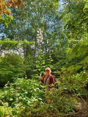 Cardiocrinum giganteum