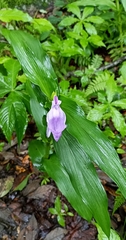 Roscoea purpurea