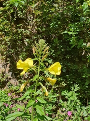Oenothera × fallax