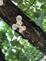 Agaricales