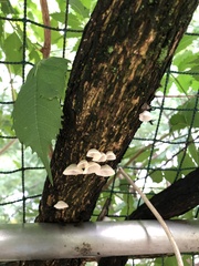 Agaricales