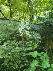 Cardiocrinum giganteum