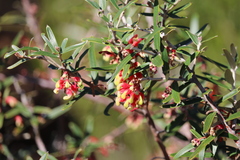 Grevillea aspera