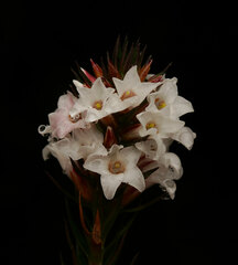 Epacris serpyllifolia