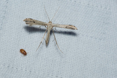 Stenoptilodes taprobanes