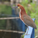 Rufescent Tiger-Heron - Photo (c) ClÃ¡udio Dias Timm, some rights reserved (CC BY-NC-SA)